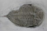Plate With Four Trilobites, Cystoid & Crinoid - Rochester Shale #175630-9